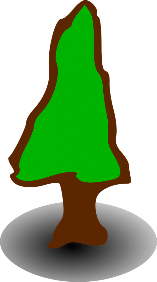 tree conifer coniferous