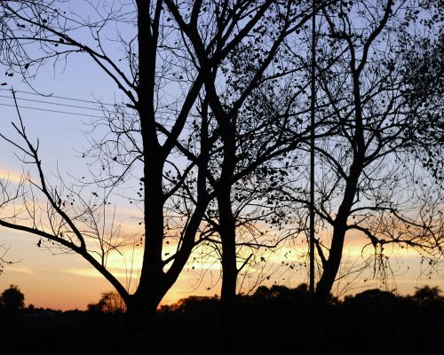 tree nature silhouette