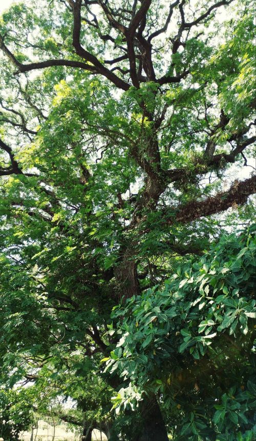 tree plants green