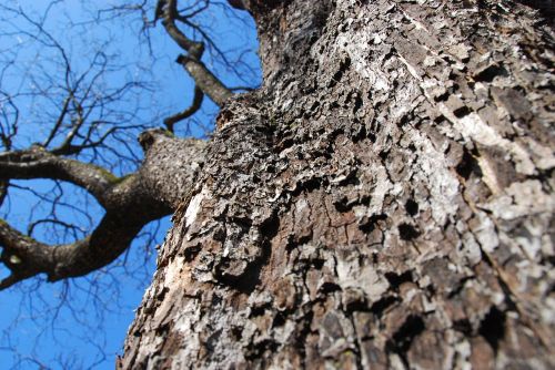 tree tree bark bark