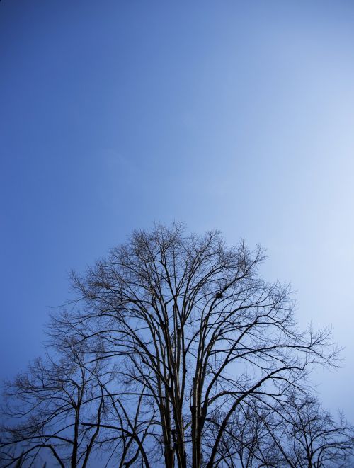 tree blue nature