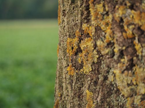 tree bark moss