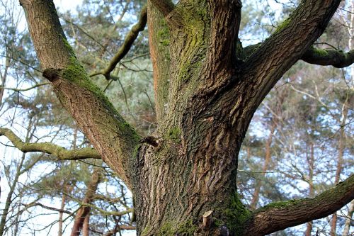 tree tribe oak