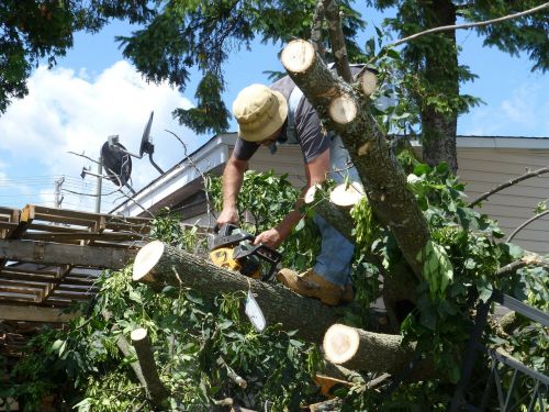 tree damage chainsaw