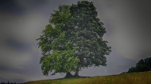 tree nature foliage