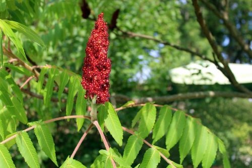 tree nature foliage