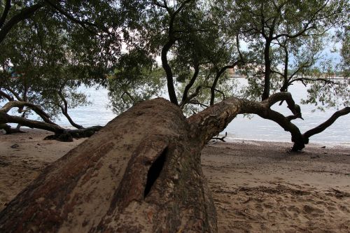 tree beach elbe