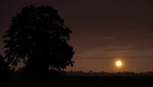 tree sunset cloudy