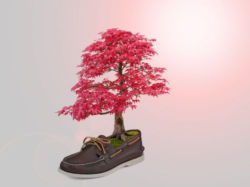 tree shoe manipulation