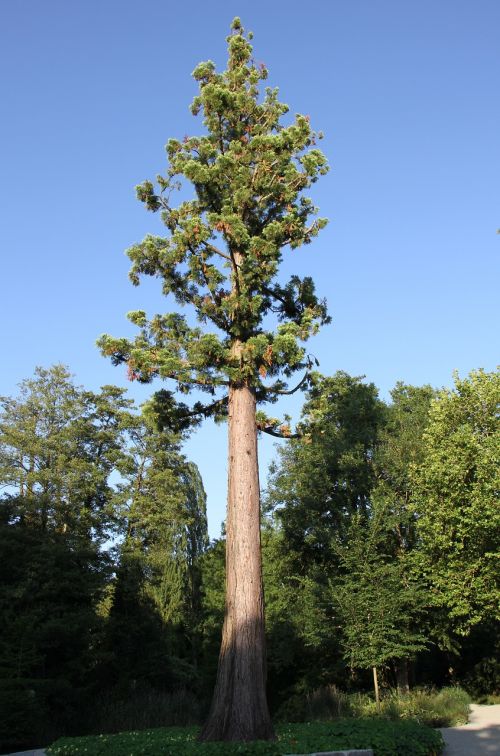 tree aesthetic log