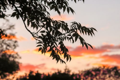 tree sunset nature