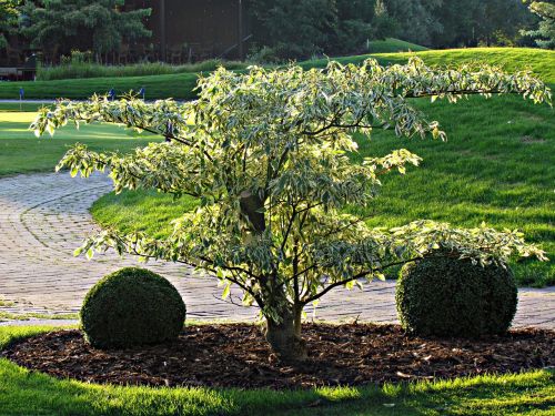 tree nature green tree