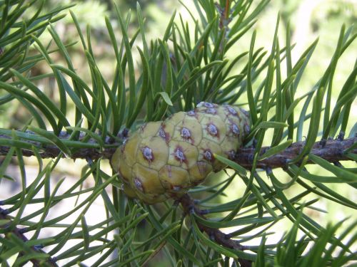 tree cone pine