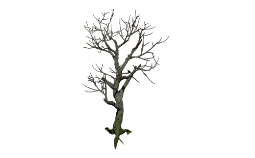tree isolated digital art