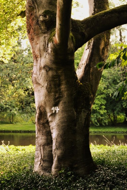 tree forest landscape