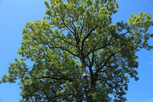 tree green blue sky