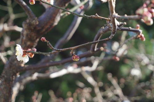 tree cherry blossom branch