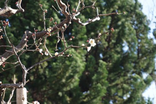 tree spring sakura