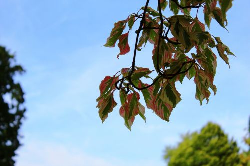 tree plant garden