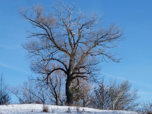 tree solitude winter