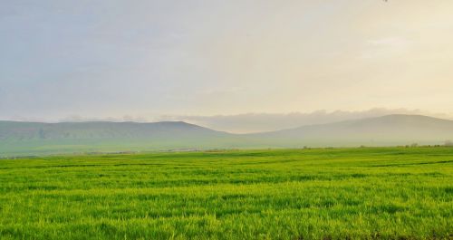 tree landscape nature