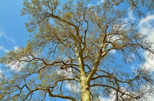 tree landscape nature