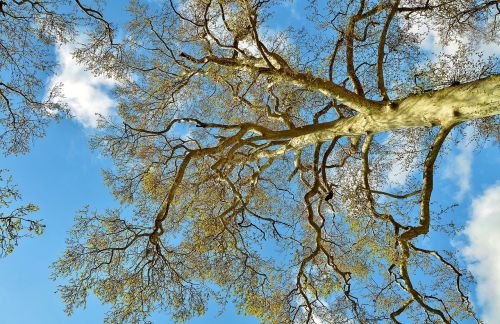 tree landscape nature