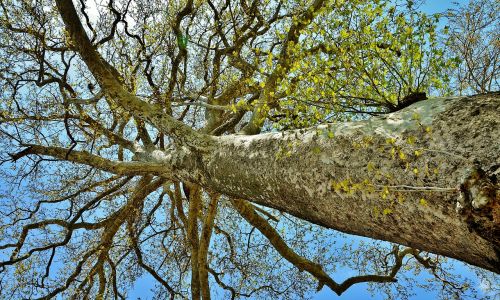 tree landscape nature