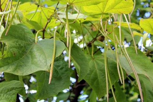 tree foliage katalpa