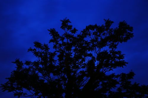 tree night long exposure
