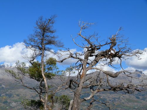 tree branches nature