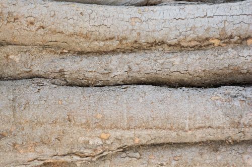 tree bark backdrop