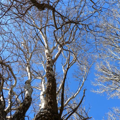 tree branches trunk