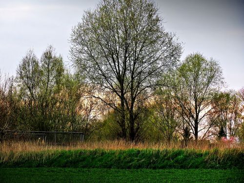 tree green spring