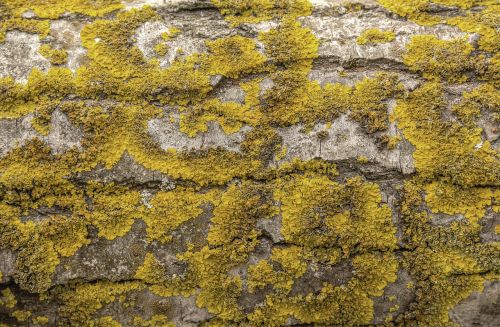 tree moss yellow moss