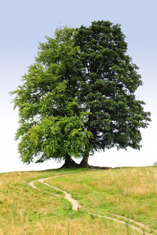 tree the path trail