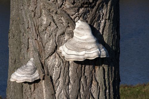 tree hub the bark