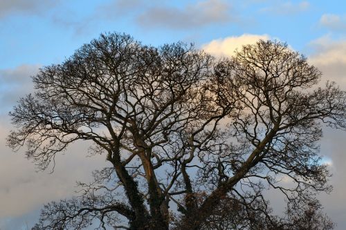 tree sky nature