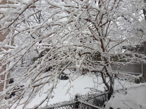 tree winter snow