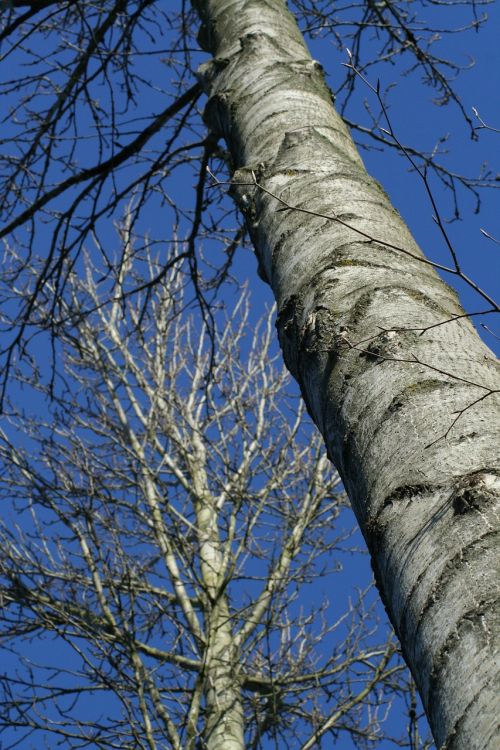 tree nature trunk