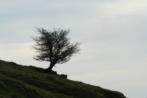 tree hill wales