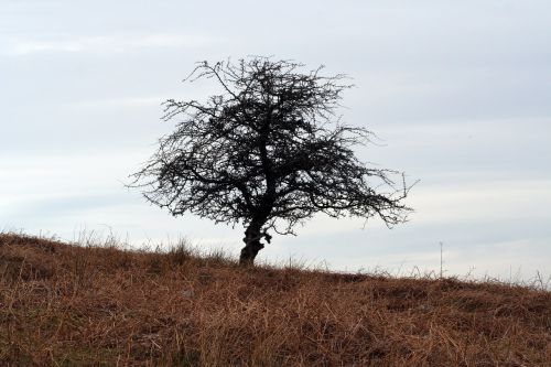 tree hill landscape