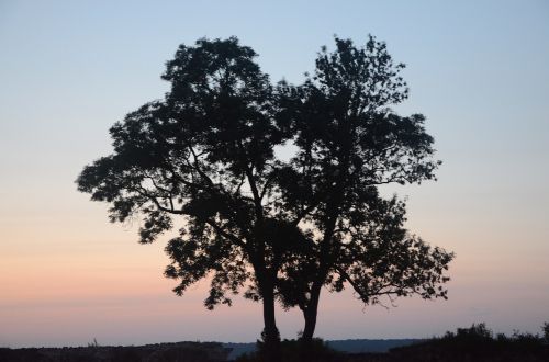 tree against day forest