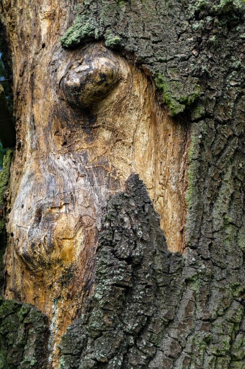 tree wood log