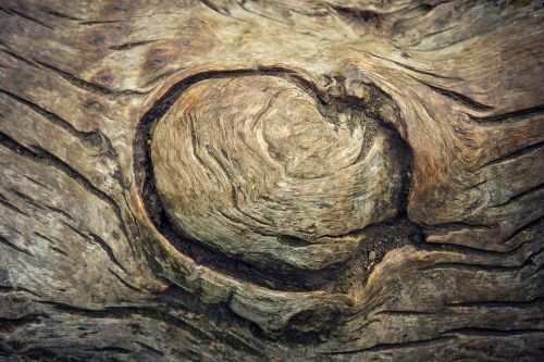 tree tree bark log