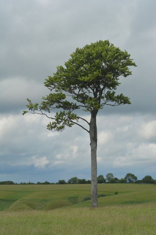 tree alone lonely