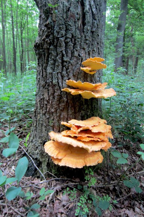 tree agaric forest