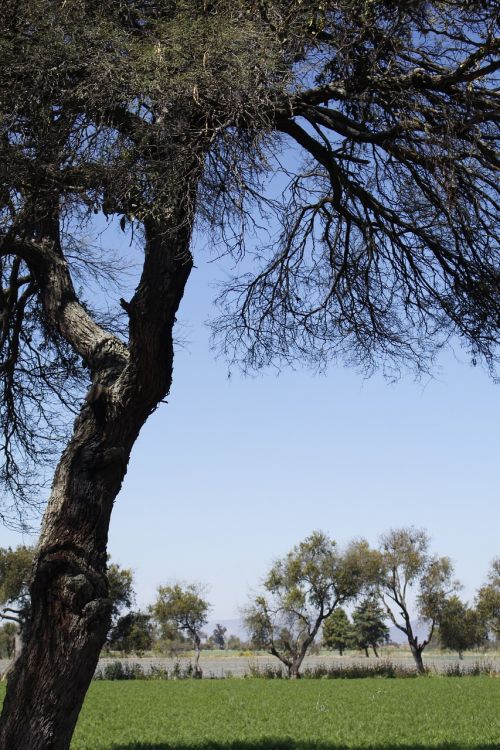 tree pine sky