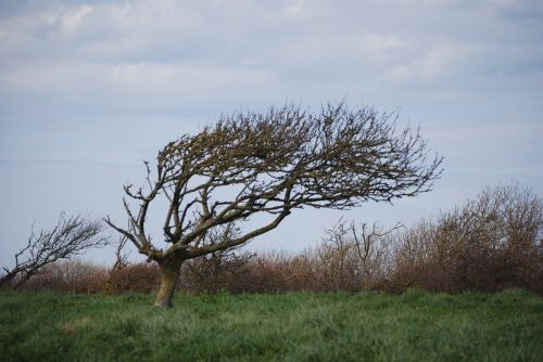 tree wind nature