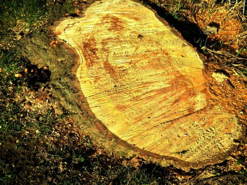 tree log bark